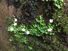 Utricularia striatula