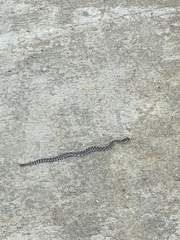 Crotalus oreganus helleri