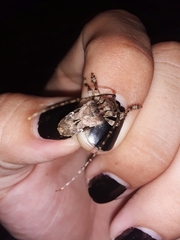 Lagocheirus araneiformis