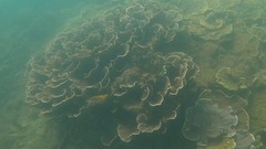 Montipora