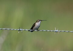 Archilochus colubris