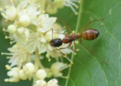 Camponotus americanus