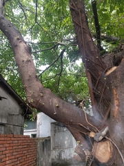 Ficus