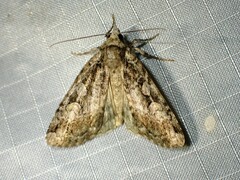 Anaplectoides pressus