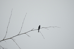 Dicrurus leucophaeus