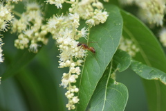Camponotus americanus