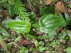 Stemona tuberosa