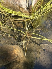 Sparganium angustifolium