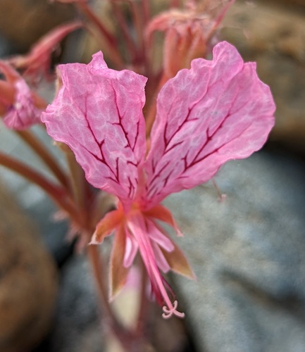 Pelargonium endlicherianum, photograph 3