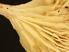 Gerronema strombodes