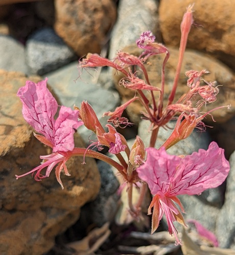 Pelargonium endlicherianum, photograph 4