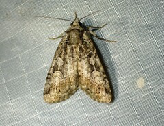 Anaplectoides pressus