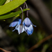 Australian Bluebell - Photo (c) Tim Hammer, some rights reserved (CC BY-NC), uploaded by Tim Hammer