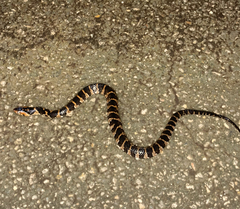 Nerodia fasciata pictiventris