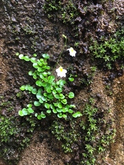 Utricularia striatula