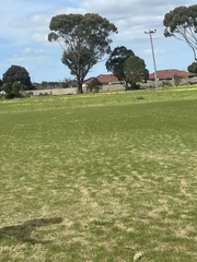 Threskiornis spinicollis