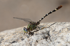 Erpetogomphus lampropeltis