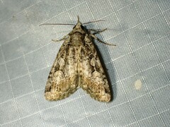 Anaplectoides pressus