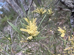 Acacia mucronata longifolia