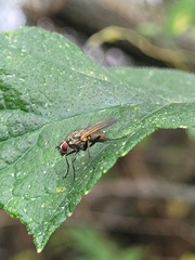 Hydrophoria lancifer