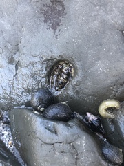 Sypharochiton pelliserpentis