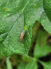 Hydrophoria lancifer