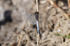 Erythrodiplax basifusca