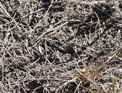 Cicindela nebraskana