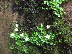 Utricularia striatula