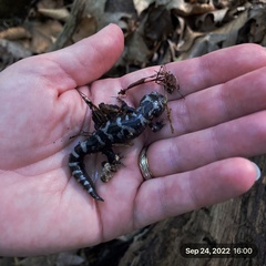 Ambystoma opacum