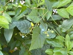 Ampelopsis glandulosa hancei