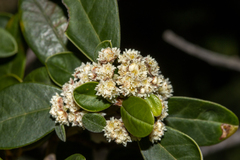 Spyridium globulosum