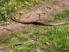 Pseudonaja textilis