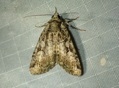 Anaplectoides pressus