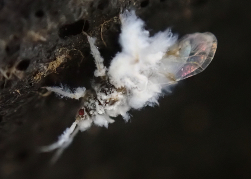 Asian wooly hackberry aphid