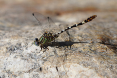 Erpetogomphus lampropeltis