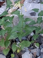 Brickellia grandiflora