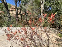 Castilleja linariifolia