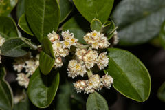 Spyridium globulosum