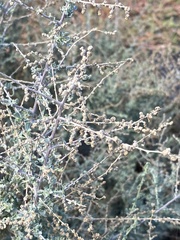 Atriplex polycarpa