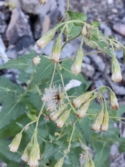 Brickellia grandiflora