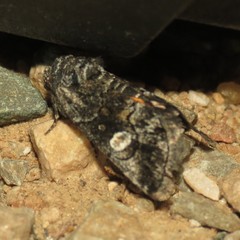 Copanarta aurea