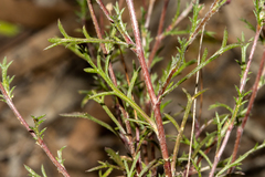 Brachyscome ciliaris