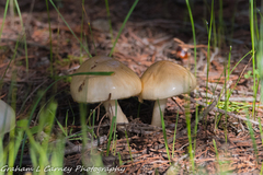 Limacella