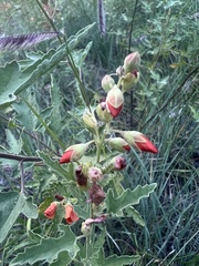 Sphaeralcea fendleri