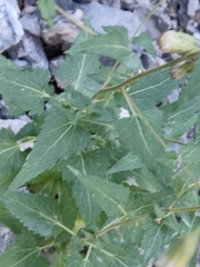 Brickellia grandiflora