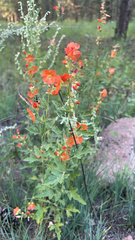 Sphaeralcea fendleri