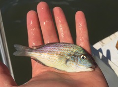 Orthopristis chrysoptera