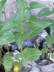 Brickellia grandiflora