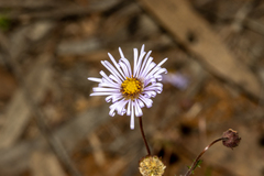 Brachyscome ciliaris